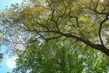 Wall Mural - branches of beautiful trees with green leaves outdoors, bottom view
