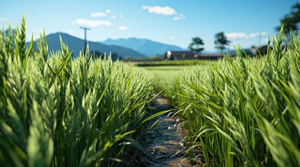 Sticker - rice field  