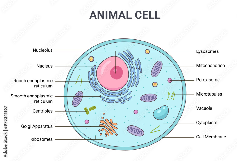 Vector illustration of the Animal cell anatomy structure. Educational ...