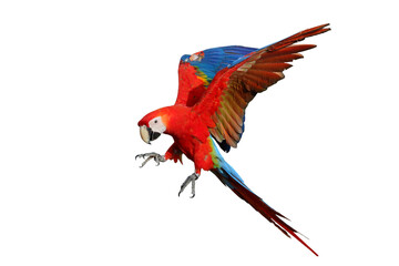 Colorful flying Scarlet Macaw parrot isolated on transparent background png file