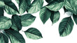 © MONWARA - A leafy green plant with a white background. The leaf is very large and has a lot of detail