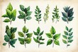 © ika - Watercolor Illustration of Green Leaves on White Background