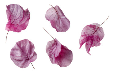 set of five pink Mediterranean Bougainvillea flowers isolated over a transparent background, vibrant floral design element, top view / flat lay