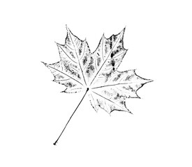 black and white stamp impression of a maple leaf or plant with organic texture. isolated leaf print 