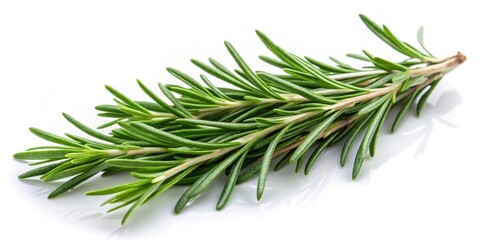 Fresh green rosemary branches on white background , Rosemary, herbs, green, aromatic, culinary, ingredient, cooking