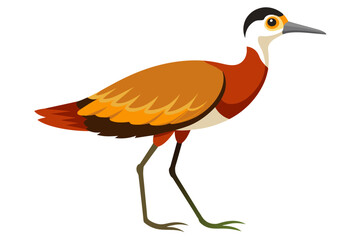 Wall Mural - Jacana Bird vector art  illustration