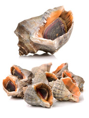 Wall Mural - live conch on white background