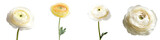 Delicate and graceful ranunculus flowers with soft velvety petals in shades of white and yellow blooming against a plain minimalistic background  The floral arrangement exudes a sense of purity