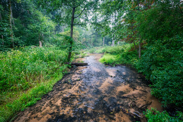 Sopot River flowing through Czartowe Pole Reserve in Susiec, Roztocze, Poland. Amazing, clear and tranquil water surrounded by fresh grass and mysterious trees. Landscape after rain.