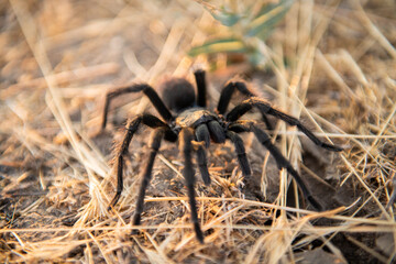 tarantula walking in grass close-up