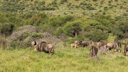 Wall Mural - blue wildebeest (connochaetes taurinus) grazing in natural habitat, mokala national park, south afri