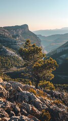 Poster - Mountain View with Pine Tree and Rocky Landscape