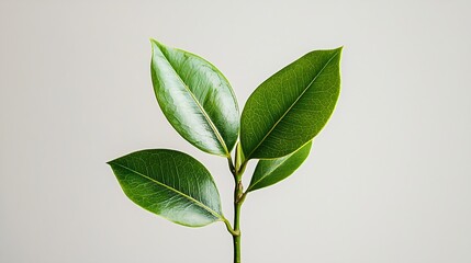 Poster - Ficus Leaf Isolated on White Background : Generative AI