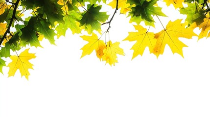 Poster - Maple Tree Leaves on White Background : Generative AI