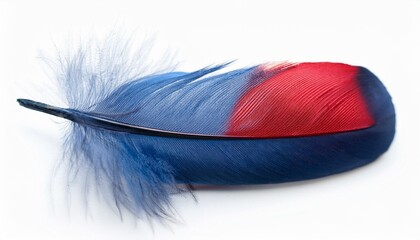 Blue and Red Feather