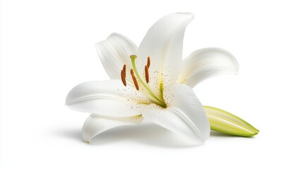 White lily flower in full bloom, elegant petals isolated on a plain white background