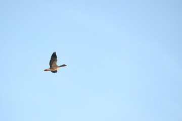 Bird flying in clear blue sky on sunny day