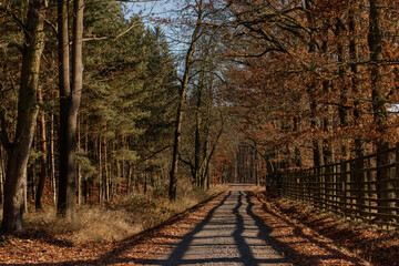 Empty road leading through forest in autumn