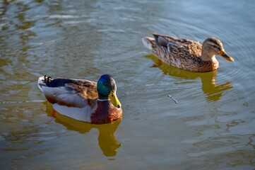 duck in the water