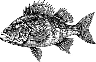 Crucian carp fish. Engraving style image isolated on white background.