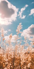 Wall Mural - Golden Grass Field Under Blue Sky