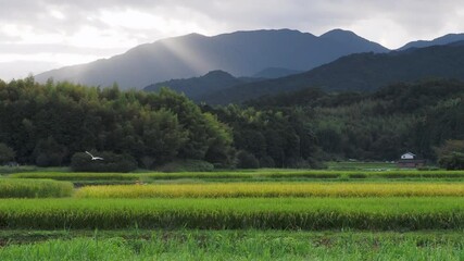 Sticker - 野鳥が飛ぶ明日香村の田園風景