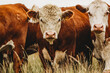 © Cavan Images - young bull standing with cows in pasture