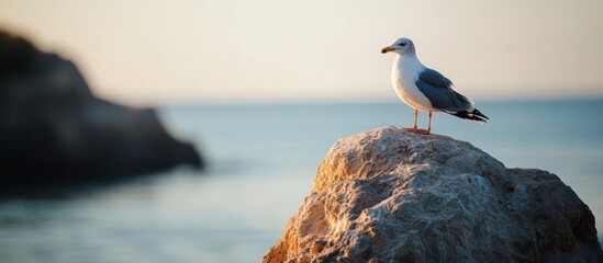 Wall Mural - Seagull on a Rock by the Ocean at Sunset