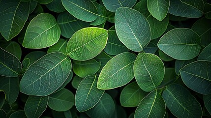 Poster - Detailed Texture Background of Natural Green Tree Leaves : Generative AI