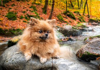 Sticker - pomeranian in nature