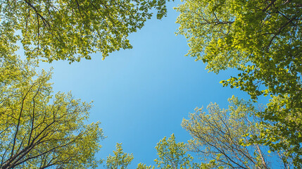 clear blue sky and green trees seen from below