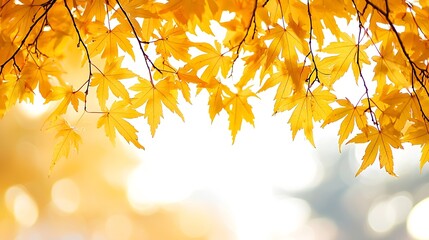 Poster - Yellow Maple Tree Leaves Border isolated on white : Generative AI