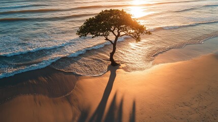 A solitary tree on a sandy beach, with its shadow cast by the setting sun over the waves. Focus on the natural light and tree. No people.