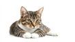 © L. S A N Z - Tabby Cat Lying Down on White Background