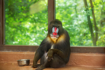 colorful male African mandrill sits near a window with an empty plate. Endangered animal species, environmental issues, animal protection, animal hunger