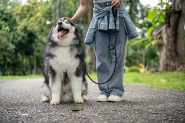 A female dog owner is training her dog while taking it for a walk in a park, teaching it to sit.