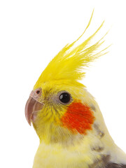 Canvas Print - cockatiel  parrot isolated on a white background