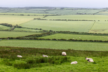 Irish sheep grazing peacefully on endless green pastures, surrounded by hedges and rolling fields that stretch into the distance