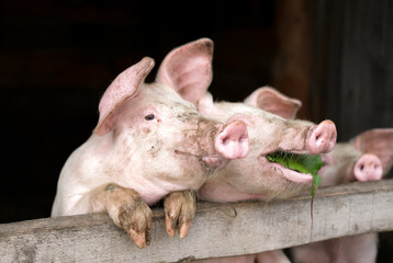 Pigs are free on farm in a pen in mud. Welfare and care of farm animals. Gender selection of livestock. Selective focus.	
