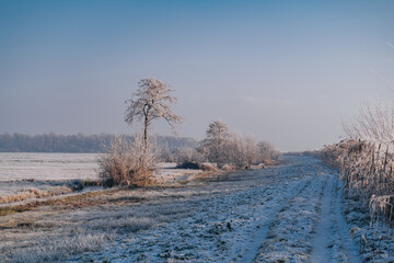 Wall Mural - Very cold weather in the Netherlands in the rural region of the dutch farm lands. Winter landscape with frozen trees in the early morning at sunrise