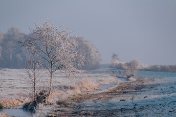 Wall Mural - Very cold weather in the Netherlands in the rural region of the dutch farm lands. Winter landscape with frozen trees in the early morning at sunrise