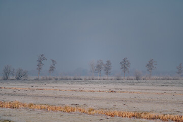 Wall Mural - Very cold weather in the Netherlands in the rural region of the dutch farm lands. Winter landscape with frozen trees in the early morning at sunrise