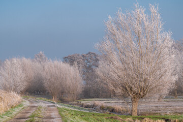 Wall Mural - Very cold weather in the Netherlands in the rural region of the dutch farm lands. Winter landscape with frozen trees in the early morning at sunrise