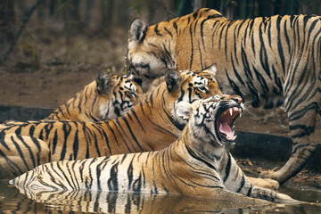 Royal Bengal tiger family with tigress and her three sub-adult cubs. Four tigers in one frame at Tadoba National park.