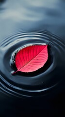 Wall Mural - A red leaf floating on the water, with ripples spreading out from its center