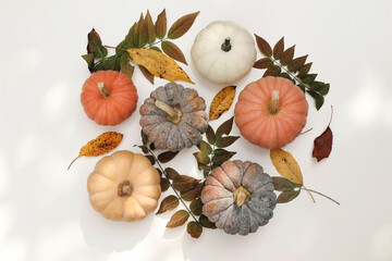 Autumn background composition. Seasonal decorative orange white pumkins and colorful fall leaves isolated on white table in sunlight. Thankgiving, Halloween holiday banner. Flat lay, top view.