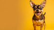 © kichigin19 - Chihuahua is a small cheerful dog smiling on a bright yellow background in the studio