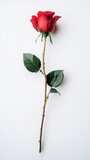 red rose on a white background