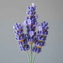 Wall Mural - A close-up of lavender flowers against a neutral background.