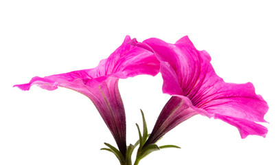 Wall Mural - pink petunia isolated